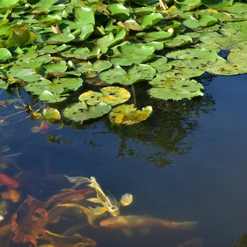 Water Garden