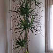 Dracaena