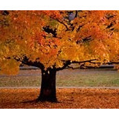 Jean Allen's photo