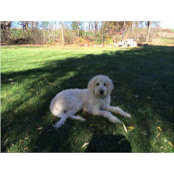 Kim Opie's photo