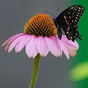 Natisha Nason's photo