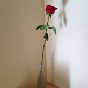 Parisa Rahimian's photo