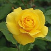 Sheila Styre-Briere's photo