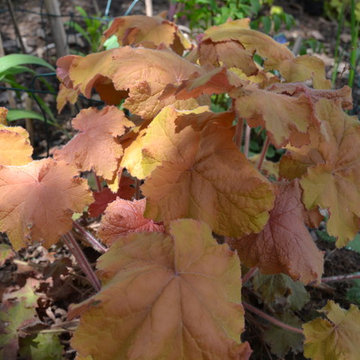DIY Landscape - Woodland or Shade Gardening