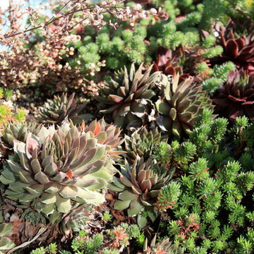 Noe Valley Roof Garden