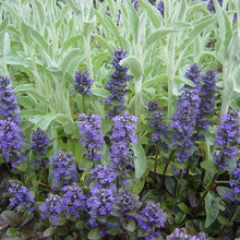 Farhouse landscapes