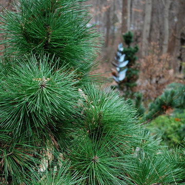 Thunderhead Pine.