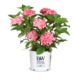 Abracadabra&reg; Orb Bigleaf Hydrangea - Plants