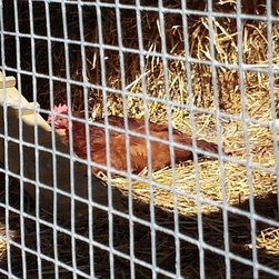 10' x 20' Chicken Coop - Products