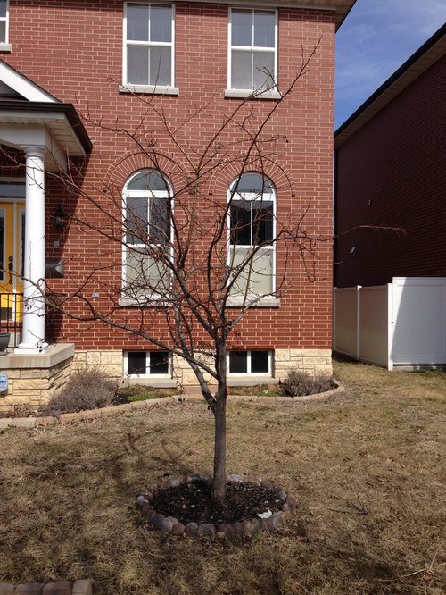 How to prune this ornamental crabapple?