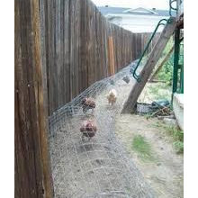 Chicken Run