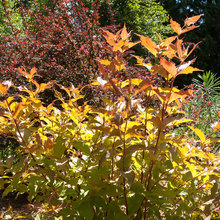 Garden Plants
