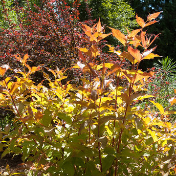 Great Design Plants