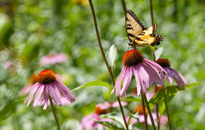 Entice Eastern Tiger Swallowtails With Summer Flowers