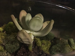 succulents terrarium Succulent Terrarium main image 0