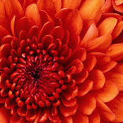 Susan Fink's photo