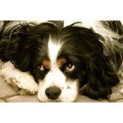 Maria Orlando's photo