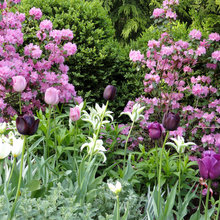 Landscaping/plants we like