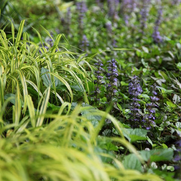 Woodland Garden