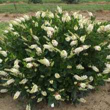 Shrubs