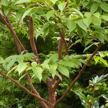 Beautiful Tree