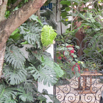 Miami Tropical Landscaping