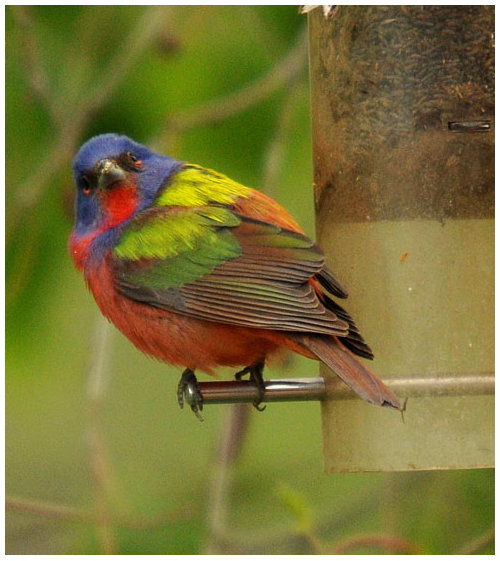 Male Painted Bunting At My Feeder