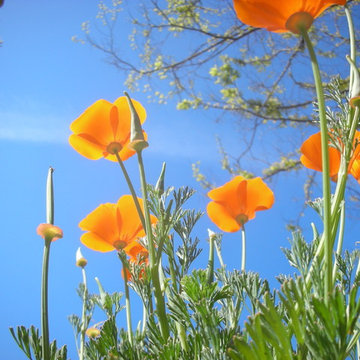 California Native Plants