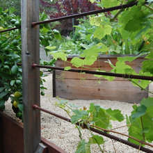 Veggie Gardens