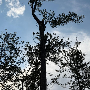 Property Clearing & Vegetation Removal