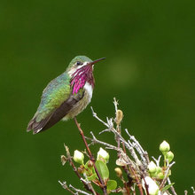 study habitat