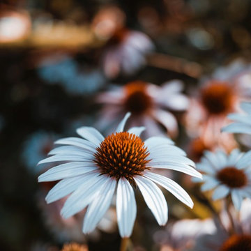 Perennials, shrubs and other ideas