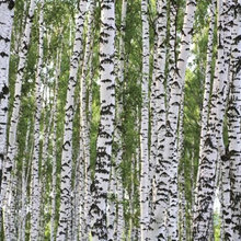 Tree wallpaper