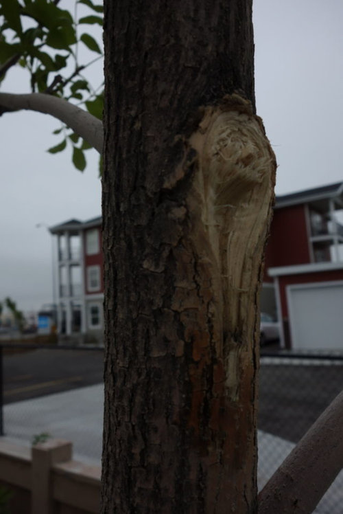 How to repair tree bark damage