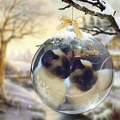 Foto de Susan Heller
