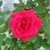 Jenni Mays-Hall's photo