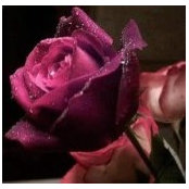 Jeanelle Aubert's photo