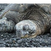 Anne Sigsbee's photo