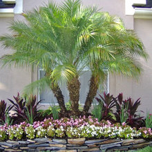 lawn