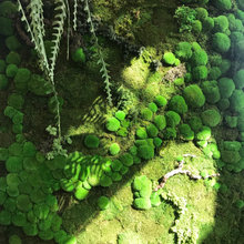 Living Walls