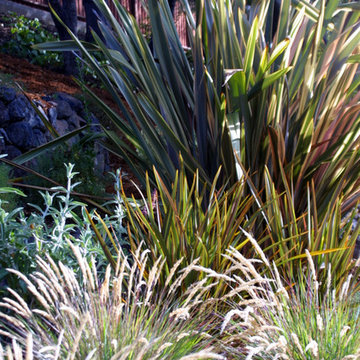 Burlingame, CA - Simson's  Mediterranean & California Native Plants Garden