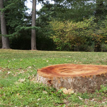 Tree Removal Services in Southbury, CT