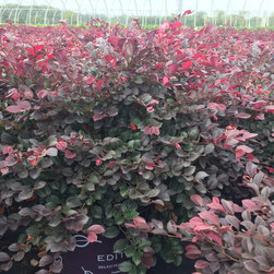 Current Featured Plants - Products
