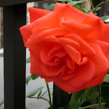 Terrace garden +