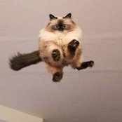 Laura DiAntonio's photo