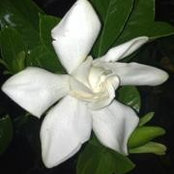Ann Dennen's photo
