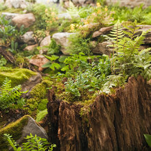 stumps