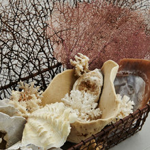 Sea Shells & Driftwood