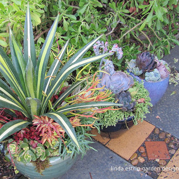 SUCCULENTS