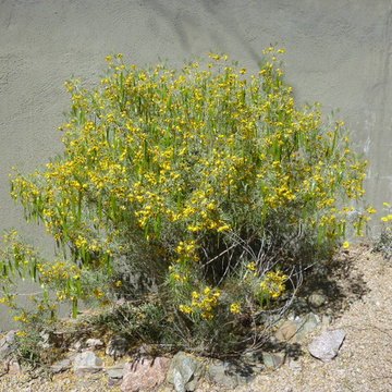 Cassia artemisioides_Feathery Cassia
